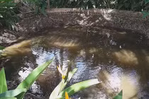 Hiện tượng kỳ lạ “ao nước sôi” trăm tuổi ở Vĩnh Long