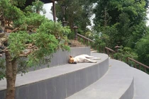 Cuộc sống của "lão chó lạc trôi" tại chùa Linh Quy Pháp Ấn