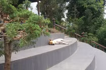 Cuộc sống của "lão chó lạc trôi" tại chùa Linh Quy Pháp Ấn