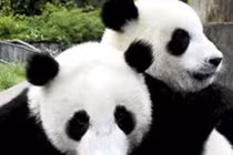 Tại sao gấu trúc thích hát khi làm "chuyện ấy"?