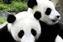 Tại sao gấu trúc thích hát khi làm "chuyện ấy"?