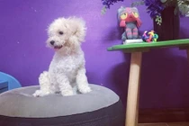 Ngưỡng mộ chú cún đáng yêu được theo chân cô chủ xinh đẹp đi du lịch