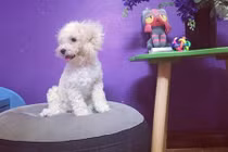 Ngưỡng mộ chú cún đáng yêu được theo chân cô chủ xinh đẹp đi du lịch