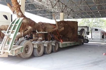 Vì sao ba xe chở cây "quái thú" chưa thể rời TT-Huế?