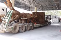 Vì sao ba xe chở cây "quái thú" chưa thể rời TT-Huế?