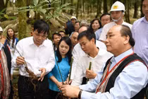 Thủ tướng thăm mô hình sản xuất sâm Ngọc Linh quy mô lớn tại Kon Tum