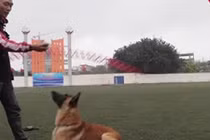 Video: Thú chơi chó Malinois Bỉ giá cả trăm triệu đồng của người Hà Nội