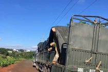 Phát hiện cây đa 'khủng' không giấy tờ trên đường ra Hà Nội