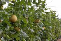 “Đột nhập” vào vườn dưa lưới công nghệ cao độc nhất ở Vĩnh Long