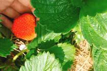 Lên Đà Lạt một ngày làm nông dân thu hoạch dâu tây