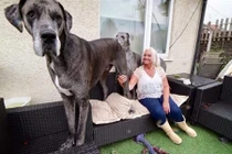 Những kỷ lục đáng nể do loài chó lập 