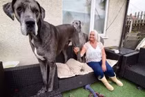 Những kỷ lục đáng nể do loài chó lập 