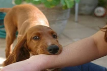 Cho chó nhà ăn, bé trai 10 tuổi ở Hưng Yên bị chó cắn nát tay