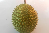 Mách bạn cách chọn sầu riêng chuẩn ngon, chỉ liếc qua cũng biết