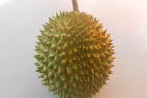 Mách bạn cách chọn sầu riêng chuẩn ngon, chỉ liếc qua cũng biết