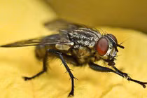 Video: Vì sao ruồi luôn cọ sạch chân trước khi ăn?