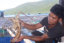 “Thủ phủ tôm hùm” lại lao đao