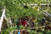 Thích thú cách cực rẻ tiền chống nóng cho ngôi nhà của bạn