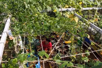 Thích thú cách cực rẻ tiền chống nóng cho ngôi nhà của bạn