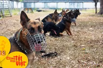 Video: Năm Tuất, ghé thăm đội đặc nhiệm quân khuyển 