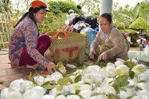 500 đồng/kg ổi lê Đài Loan, nhà vườn “khóc đứng khóc ngồi“