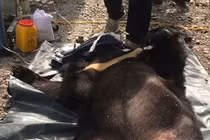 Người dân tự nguyện giao nộp cá thể gấu ngựa "khủng"