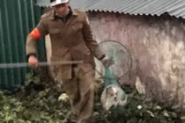 Chuyện bi hài của đội bắt chó thả rông