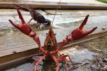 Tôm hùm đất ồ ạt xâm chiếm sân nhà sau siêu bão