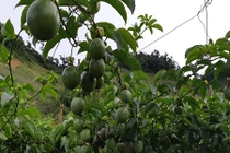 Mê mẩn những giàn chanh leo sai trĩu trịt như nho ở Vân Hồ 
