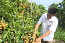 Loại quả tiến vua quý hiếm sắp đổ bộ Thủ đô