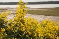 Đẹp mê hồn hoa giêng giếng rực vàng triền đê Hà Tĩnh