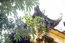 Hà Nội: Thanh bình trong nắng cuối thu