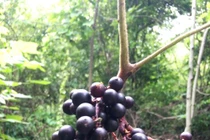 Trai 8X “dở hơi” khi dốc sức săn giống nho rừng quý hiếm