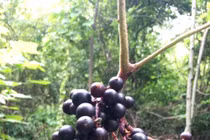 Trai 8X “dở hơi” khi dốc sức săn giống nho rừng quý hiếm