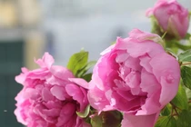 Hoa mẫu đơn - thú chơi sang chảnh của hội nhà giàu dịp Tết