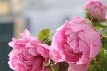 Hoa mẫu đơn - thú chơi sang chảnh của hội nhà giàu dịp Tết