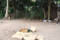 Một người đi đá gà tử vong khi chạy trốn lực lượng chức năng