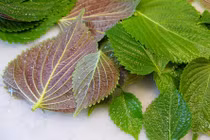 5 loại thảo dược dân gian nổi tiếng trị ho cho trẻ