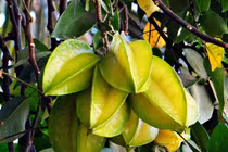 Vì sao uống nước khế có thể gây hại thận, thậm chí tử vong?