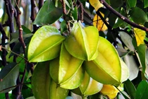 Vì sao uống nước khế có thể gây hại thận, thậm chí tử vong?