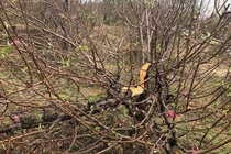 Đau đớn nhìn hàng trăm gốc đào tết bị kẻ gian đốn hạ ở Bắc Ninh