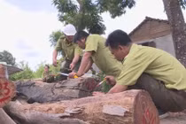 Vụ Phượng “râu“: Khởi tố thêm một cán bộ kiểm lâm