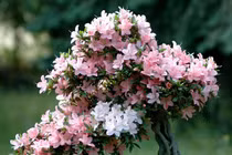 Tránh những sai lầm này trong cách chơi hoa Tết để hoa bền đẹp