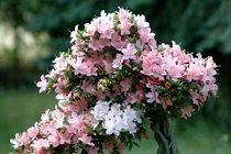 Tránh những sai lầm này trong cách chơi hoa Tết để hoa bền đẹp