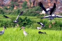 Lý giải chim lạ xuất hiện bất thường tại Việt Nam