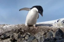 Chim cánh cụt ăn trộm để thể hiện bản lĩnh với vợ