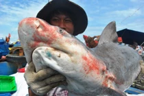 Săn “cọp biển” trong đêm