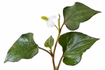 Rau diếp cá chữa viêm họng