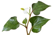 Rau diếp cá chữa viêm họng