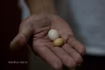 Gặp chủ nhân con gà đẻ trứng tí hon